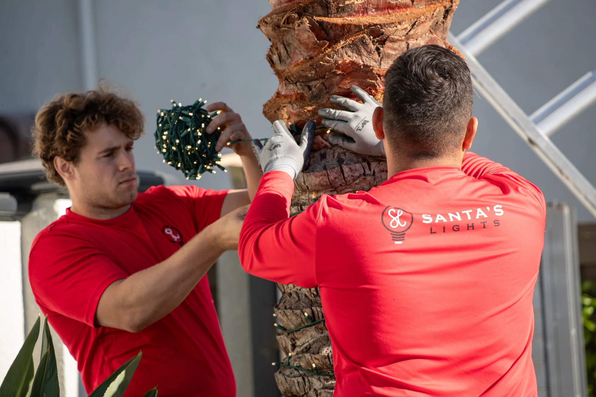 Santa's Lights crew wrapping trees and finishing a Christmas light installation in Sacramento